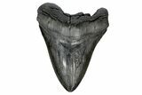 Fossil Megalodon Tooth - Massive Meg Tooth! #170584-2